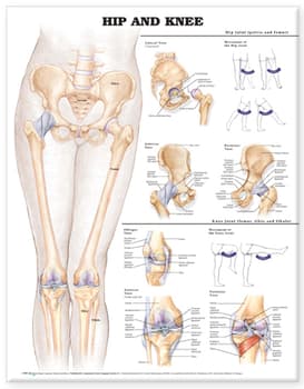 Hip and Knee Anatomical Chart