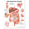 Digestive System Anatomical Chart