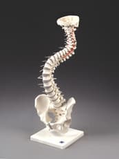 Soft Disc Vertebral Column with Stand