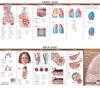 Anatomical Chart Company's Illustrated Pocket Anatomy: Anatomy & Disorders of The Respiratory System Study Guide