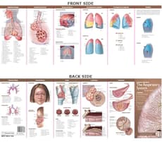 Anatomical Chart Company's Illustrated Pocket Anatomy: Anatomy & Disorders of The Respiratory System Study Guide