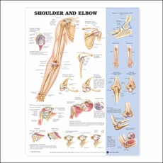 Shoulder and Elbow Anatomical Chart