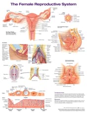 The Female Reproductive System Anatomical Chart