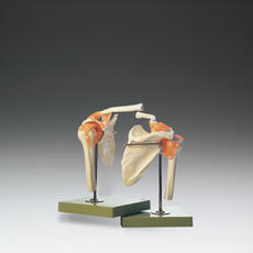 Functional Model of the Shoulder Joint