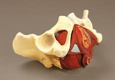 Composite Pelvis and Pelvic Floor