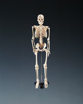 Mr. Thrifty Skeleton