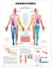 Dermatomes Anatomical Chart