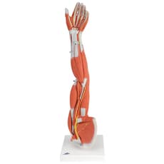 Muscles of the Arm Model (Left)