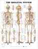 Skeletal System Anatomical Chart