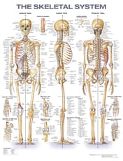 The Skeletal System Anatomical Chart