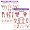Trigger Point Chart Set: Torso & Extremities  Lam