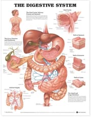 Digestive System Anatomical Chart