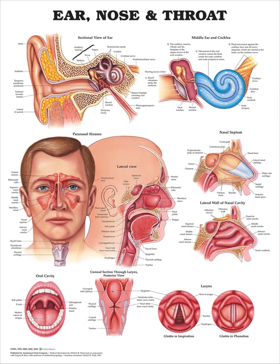 Ear, Nose and Throat Anatomical Chart