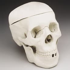 Budget Life-Size Skull (Fourth Quality)