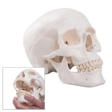 Classic Human Skull