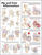 Hip and Knee Inflammations Anatomical Chart