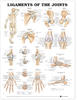 Ligaments of the Joints Anatomical Chart