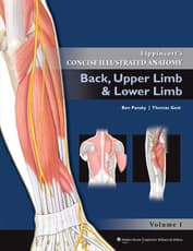 Back, Upper Limb and Lower Limb