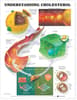 Understanding Cholesterol Anatomical Chart