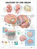 Anatomy of the Brain Anatomical Chart