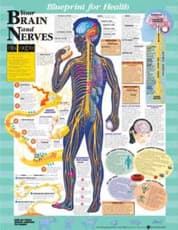 Blueprint for Health Your Brain and Nerves Chart