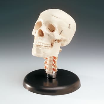 Budget Skull With Cervical Vertebrae