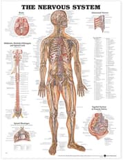 Nervous System Anatomical Chart