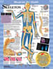 Blueprint for Health Your Skeleton Chart