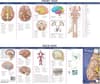 Anatomical Chart Company's Illustrated Pocket Anatomy: Anatomy of The Brain Study Guide