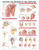 Anatomy and Injuries of the Shoulder Anatomical Chart
