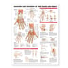 Anatomy and Injuries of the Hand and Wrist Anatomical Chart