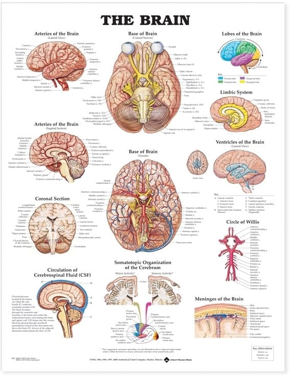 Brain Anatomical Chart