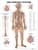 Nervous System Anatomical Chart