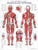 The Anatomical Male Muscular System Anatomical Chart