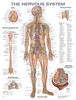 The Nervous System Anatomical Chart