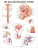 Male Reproductive System Anatomical Chart