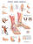 Foot and Ankle Anatomical Chart