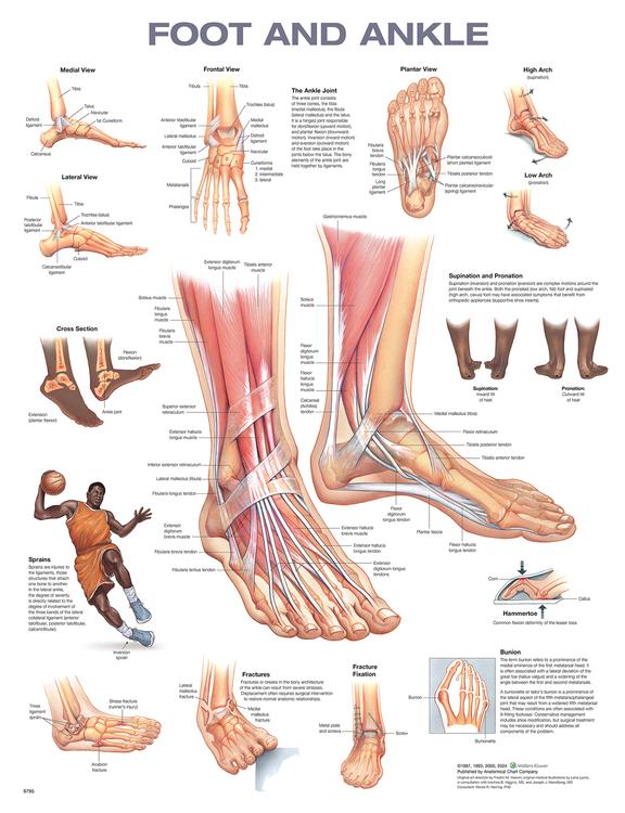 Foot and Ankle Anatomical Chart