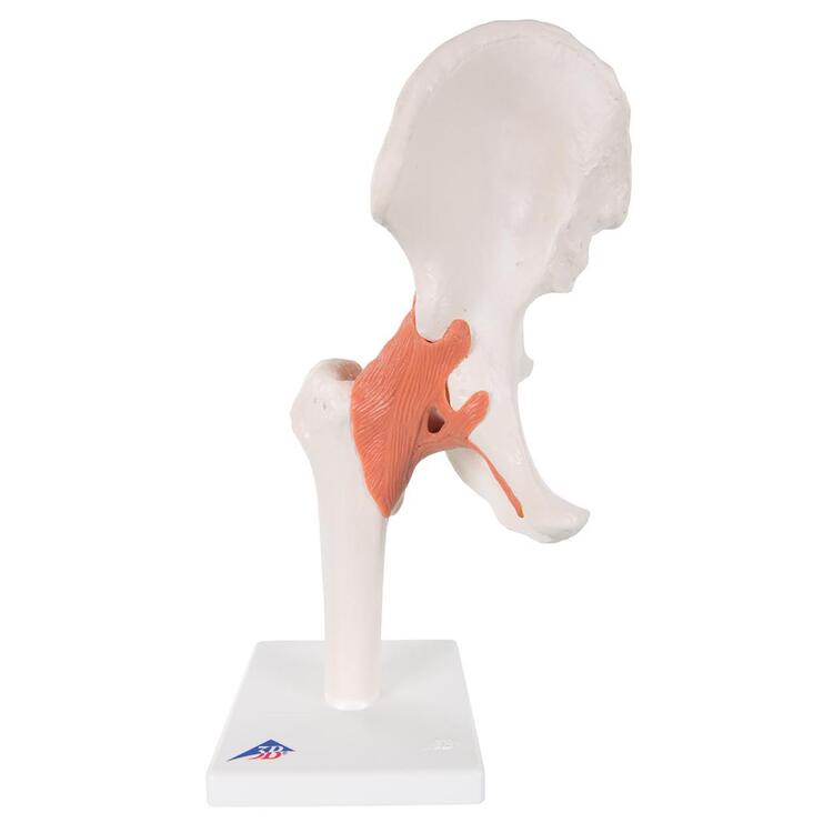 Functional Hip Joint Model (Right)