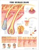 Human Hair Anatomical Chart