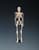 Mr. Thrifty Skeleton