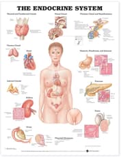 Endocrine System Anatomical Chart