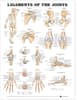 Ligaments of the Joints Anatomical Chart