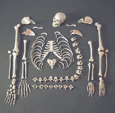 Full Disarticulated  Budget Skeleton With Skull