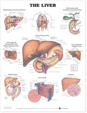 Liver Anatomical Chart