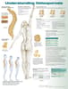 Understanding Osteoporosis Anatomical Chart