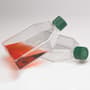 CytoOne T75 TC treated cell culture flask with media