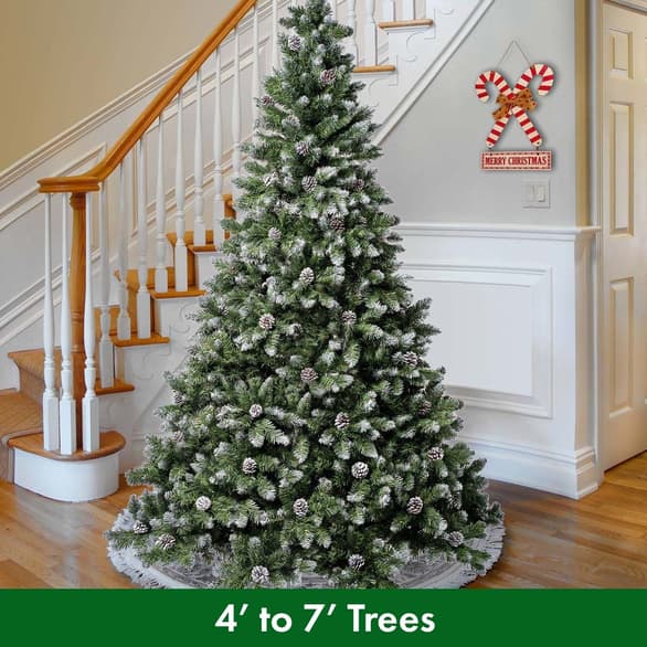 Shop 4 to 7 foot trees