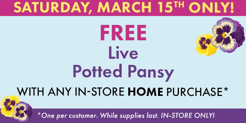 Free Potted Pansy
