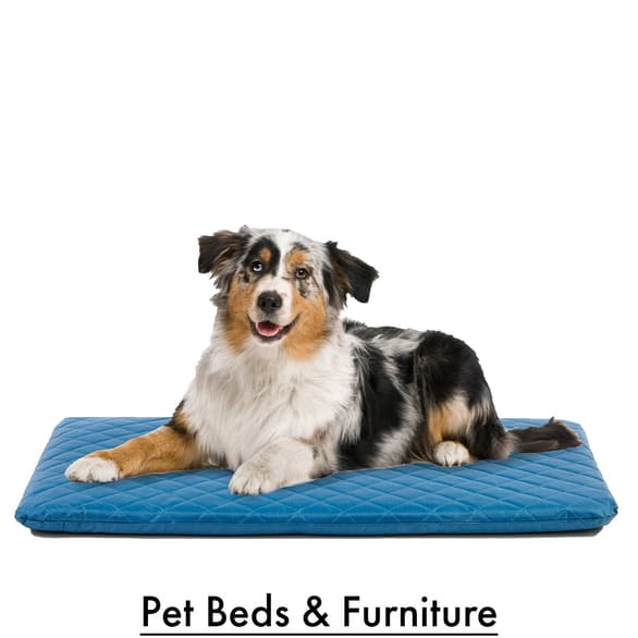 Pet Beds & Furniture